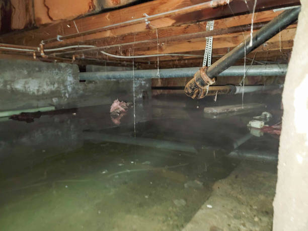 Best Water damage contractors near me  in Marengo, IA