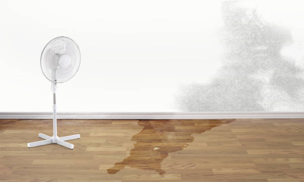 Best Local water damage restoration  in Marengo, IA